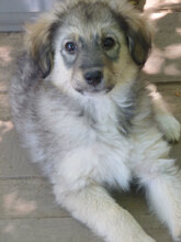LAYKO, Hund, Mischlingshund in Bulgarien