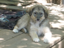 LAYKO, Hund, Mischlingshund in Bulgarien - Bild 2