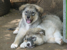 LAYKO, Hund, Mischlingshund in Bulgarien - Bild 3