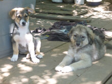LAYKO, Hund, Mischlingshund in Bulgarien - Bild 4