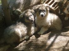 LAYKO, Hund, Mischlingshund in Bulgarien - Bild 5