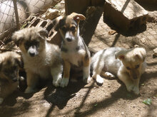 LAYKO, Hund, Mischlingshund in Bulgarien - Bild 6
