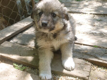 LAYKO, Hund, Mischlingshund in Bulgarien - Bild 7