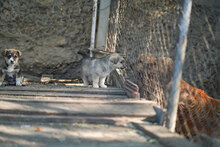 LAYKO, Hund, Mischlingshund in Bulgarien - Bild 8