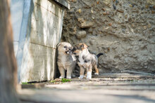 LAYKO, Hund, Mischlingshund in Bulgarien - Bild 9