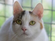 BATIDA, Katze, Europäisch Kurzhaar in Ungarn - Bild 1