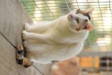 BATIDA, Katze, Europäisch Kurzhaar in Ungarn - Bild 2