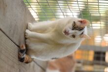 BATIDA, Katze, Europäisch Kurzhaar in Ungarn - Bild 3