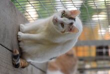 BATIDA, Katze, Europäisch Kurzhaar in Ungarn - Bild 4