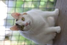 BATIDA, Katze, Europäisch Kurzhaar in Ungarn - Bild 5