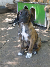 BORIS, Hund, Mischlingshund in Bulgarien