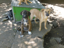 BORIS, Hund, Mischlingshund in Bulgarien - Bild 2