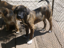 BORIS, Hund, Mischlingshund in Bulgarien - Bild 3