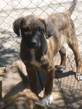 BORIS, Hund, Mischlingshund in Bulgarien - Bild 5