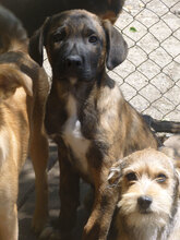 BORIS, Hund, Mischlingshund in Bulgarien - Bild 6