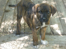 BORIS, Hund, Mischlingshund in Bulgarien - Bild 7