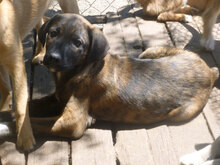 BORIS, Hund, Mischlingshund in Bulgarien - Bild 8
