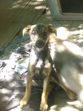 SUSANA, Hund, Mischlingshund in Bulgarien