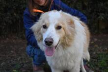 JURY, Hund, Mischlingshund in Italien