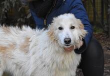 JAVEED, Hund, Mischlingshund in Italien