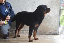 ANOOP, Hund, Rottweiler in Italien