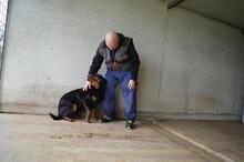 ANOOP, Hund, Rottweiler in Italien - Bild 12