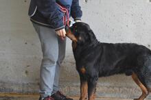 ANOOP, Hund, Rottweiler in Italien - Bild 14