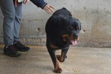 ANOOP, Hund, Rottweiler in Italien - Bild 2
