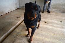 ANOOP, Hund, Rottweiler in Italien - Bild 3