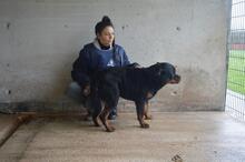ANOOP, Hund, Rottweiler in Italien - Bild 4
