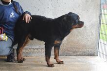ANOOP, Hund, Rottweiler in Italien - Bild 5