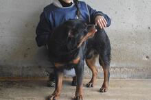 ANOOP, Hund, Rottweiler in Italien - Bild 6