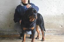 ANOOP, Hund, Rottweiler in Italien - Bild 7