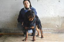 ANOOP, Hund, Rottweiler in Italien - Bild 8