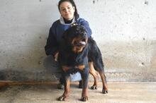 ANOOP, Hund, Rottweiler in Italien - Bild 9