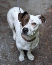 ABBIE, Hund, Mischlingshund in Mömbris