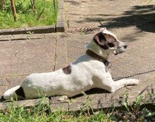 ABBIE, Hund, Mischlingshund in Mömbris - Bild 11