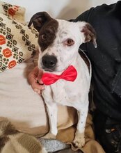 ABBIE, Hund, Mischlingshund in Mömbris - Bild 13