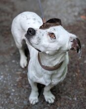 ABBIE, Hund, Mischlingshund in Mömbris - Bild 2