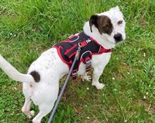 ABBIE, Hund, Mischlingshund in Mömbris - Bild 3