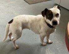 ABBIE, Hund, Mischlingshund in Mömbris - Bild 4