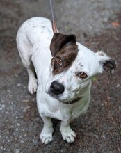 ABBIE, Hund, Mischlingshund in Mömbris - Bild 6