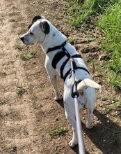 ABBIE, Hund, Mischlingshund in Mömbris - Bild 7