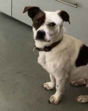 ABBIE, Hund, Mischlingshund in Mömbris - Bild 8