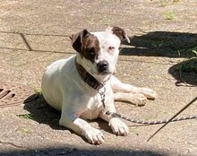 ABBIE, Hund, Mischlingshund in Mömbris - Bild 9