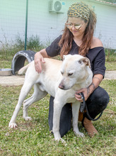 LUCAS, Hund, Mischlingshund in Portugal - Bild 3