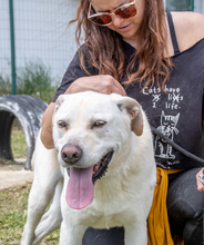 LUCAS, Hund, Mischlingshund in Portugal - Bild 5