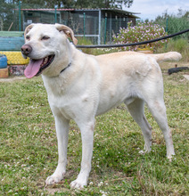 LUCAS, Hund, Mischlingshund in Portugal - Bild 6