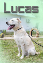 LUCAS, Hund, Mischlingshund in Portugal - Bild 7