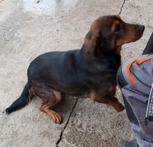 ALICA, Hund, Mischlingshund in Slowakische Republik